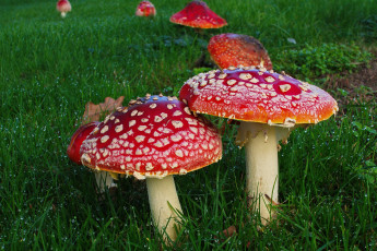 Картинка природа грибы +мухомор шляпки лужайка