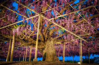 Картинка japan+ashikaga+flower+park природа парк глициния Япония