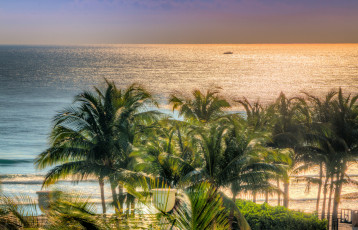 Картинка природа тропики пальмы горизонт океан