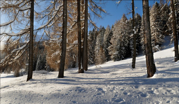 Картинка природа зима небо лес деревья склон снег