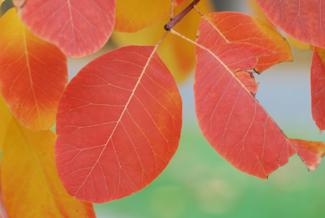 Обои картинки фото природа, листья, оранжевые, осень, макро