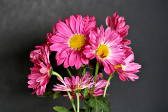 обоя цветы, хризантемы, розовый