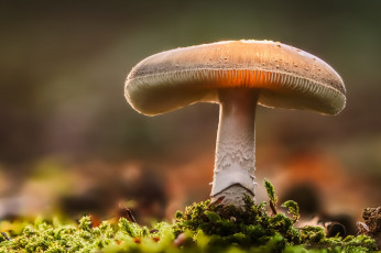 Картинка природа грибы боке гриб лес