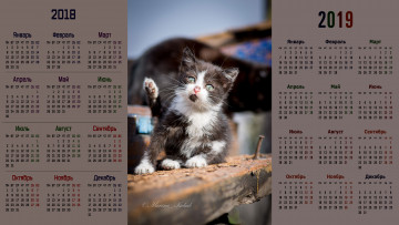 обоя календари, животные, котенок, взгляд