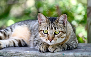 Картинка американская+короткошерстная+кошка животные коты американская короткошерстная кошка домашние зеленые глаза