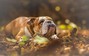 Картинка английский+бульдог животные собаки brown dog английский бульдог english bulldog pets bulldogs yellow dry leaves домашние