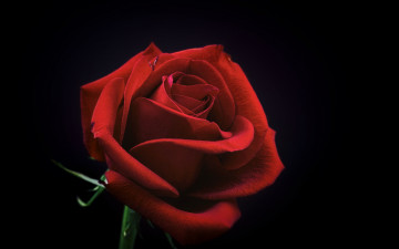 Картинка цветы розы бутон