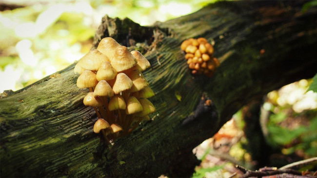 Обои картинки фото природа, грибы, семейка, грибная, ствол