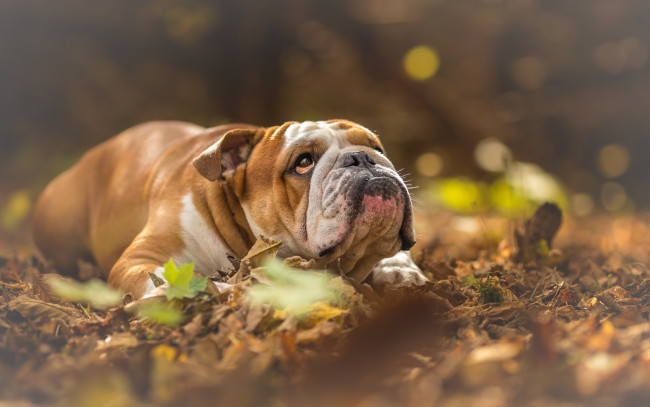 Обои картинки фото английский бульдог, животные, собаки, brown, dog, английский, бульдог, english, bulldog, pets, bulldogs, yellow, dry, leaves, домашние