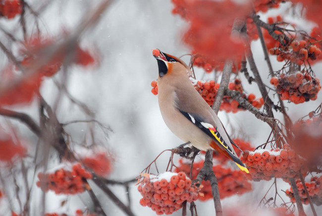 Обои картинки фото животные, свиристели, снег, рябина, ягоды, свиристель, птица, ветки