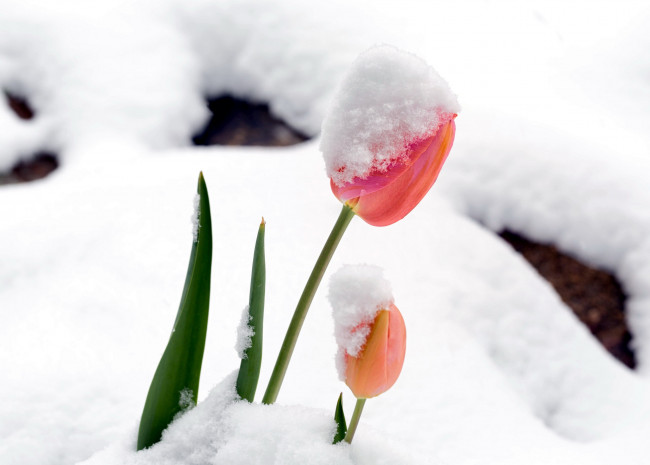 Обои картинки фото цветы, тюльпаны, снег