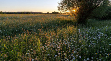Картинка природа луга трава луг цветы ромашки