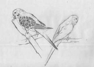 Картинка рисованное животные +птицы +попугаи попугаи волнистые