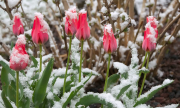 Картинка цветы тюльпаны розовые бутоны снег