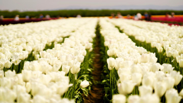 обоя цветы, тюльпаны, белые, поле