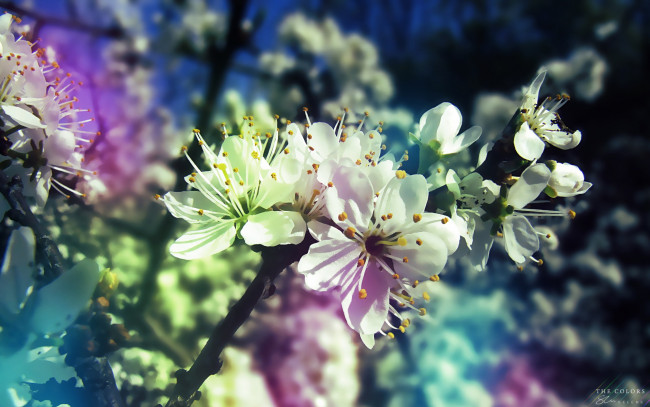 Обои картинки фото цветы, цветущие, деревья, кустарники
