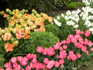 Картинка цветы разные вместе нарциссы тюльпаны