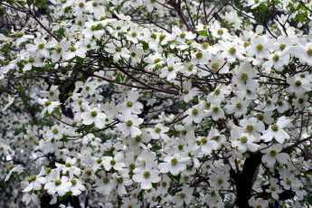 Картинка цветы кизил белый ветки цветение