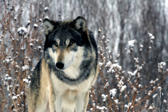 Картинка животные волки хищник зима