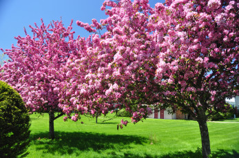 Картинка цветы цветущие деревья кустарники ny niskayuna