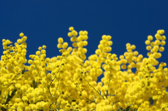 Картинка цветы мимоза пушистый желтый