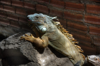 Картинка животные Ящерицы игуаны вараны iguana