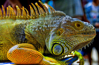 Картинка животные Ящерицы игуаны вараны iguana