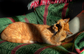 Картинка животные коты cat рыжий