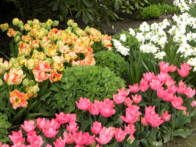 Обои картинки фото цветы, разные, вместе, нарциссы, тюльпаны