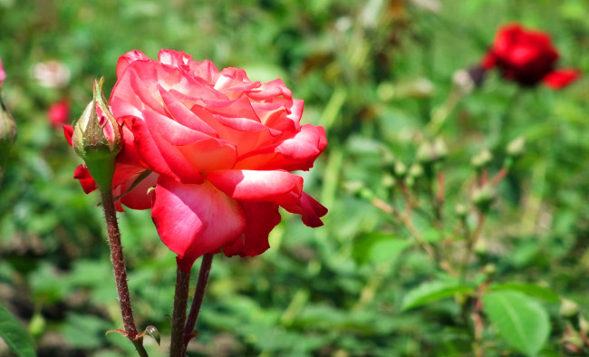 Обои картинки фото цветы, розы, природа, макро, красный, роза