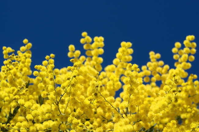 Обои картинки фото цветы, мимоза, пушистый, желтый