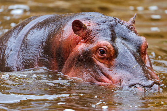 Обои картинки фото животные, бегемоты, вода