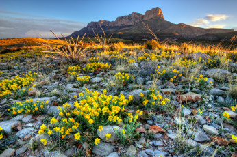 Картинка природа луга горы равнина луг камни цветы
