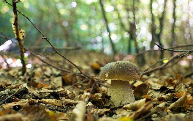 Обои картинки фото природа, грибы, осень, лес