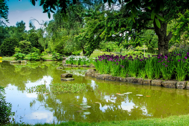Обои картинки фото природа, парк, деревья, цветы, водоросли, пруд