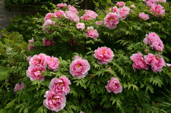 Картинка цветы пионы розовый куст