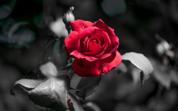 Картинка цветы розы цветок фон роза