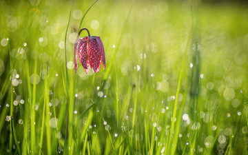 Картинка цветы рябчики трава утро рябчик шахматный цветок боке свет блики роса