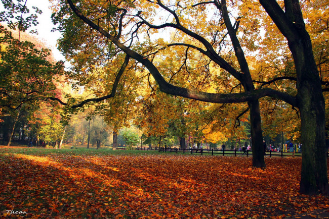 Обои картинки фото природа, парк, осень, лужайка, листья