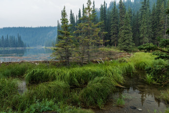 Картинка природа реки озера вода трава деревья