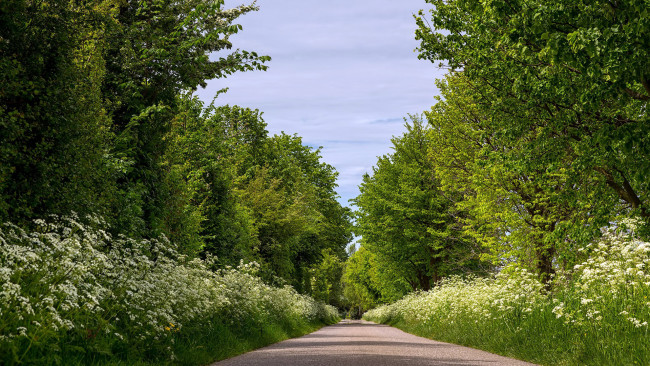 Обои картинки фото природа, дороги, лето, дорога, деревья, цветы