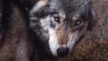Картинка животные волки +койоты +шакалы смотрит