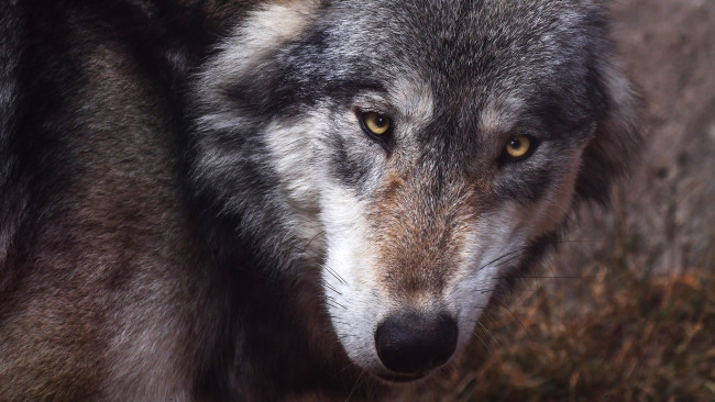 Обои картинки фото животные, волки,  койоты,  шакалы, смотрит