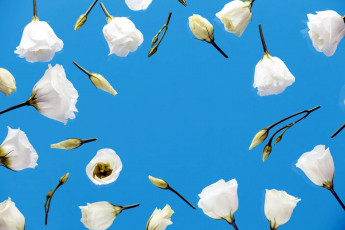 Картинка цветы эустома белая голубой фон