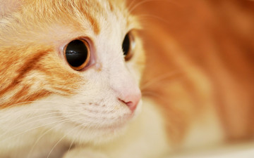 Картинка животные коты кот рыжий взгляд
