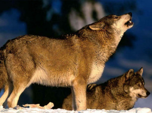 обоя волки, животные