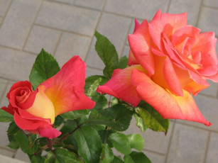 обоя цветы, розы