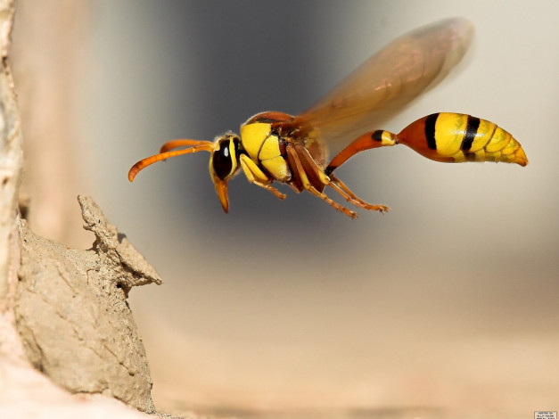 Обои картинки фото животные, пчелы, осы, шмели