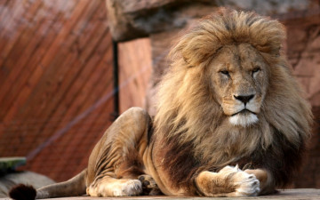 Картинка lion colchester zoo essex england животные львы