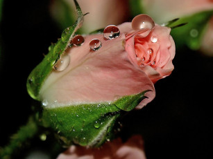 Картинка авт kirakalina цветы розы